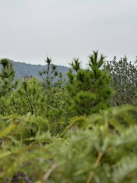 北投五岩七山｜大屯山系｜軍艦岩親山步道｜漫步北投溫柔鄉｜搭大