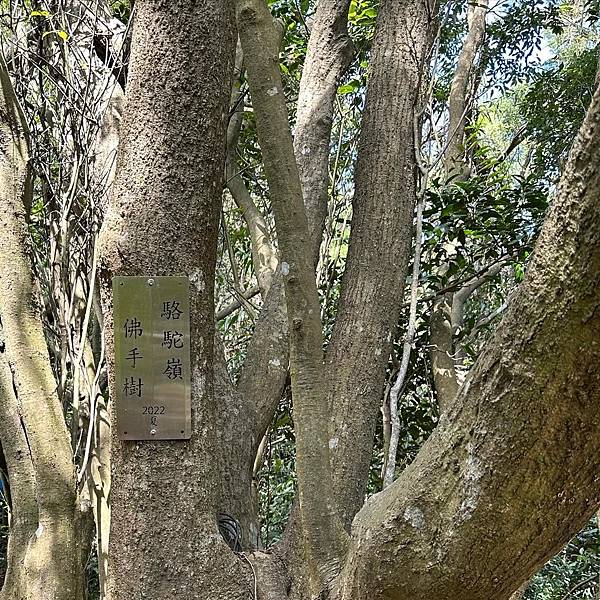 【運動人生】開工走春收心操 春遊觀音山放歌行