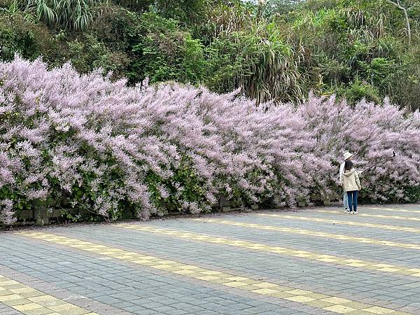 【運動人生】2024集集鐵道半程馬拉松~跟著大夥跑旅去
