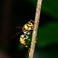 黃長腳蜂