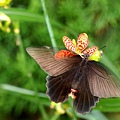 黑鳳蝶1