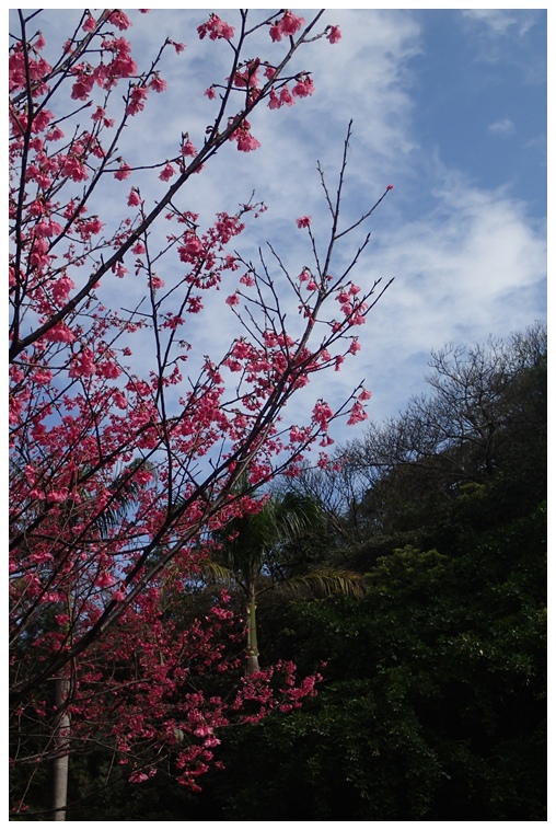 20140202走春-獅頭山05.jpg