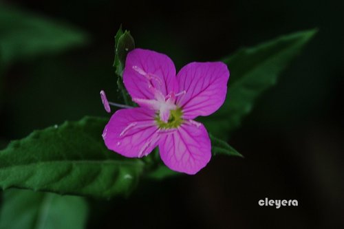 粉花月見草 Cleyera 的部落格 痞客邦