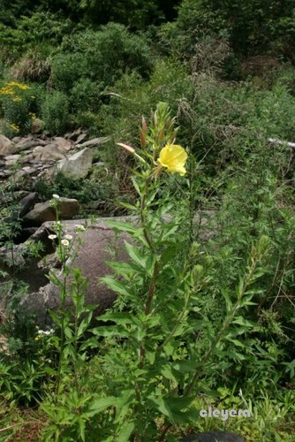 黃花月見草 Cleyera 的部落格 痞客邦 黃花月見草 Cleyera 的部落格 痞客邦