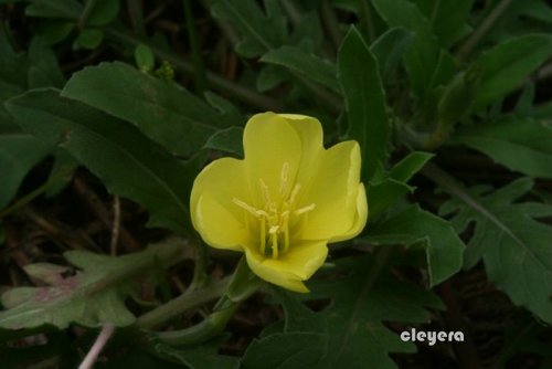 裂葉月見草 Cleyera 的部落格 痞客邦 裂葉月見草 Cleyera 的部落格 痞客邦