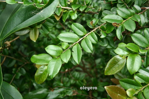 假柃木 Cleyera 的部落格 痞客邦 假柃木 Cleyera 的部落格 痞客邦