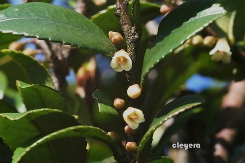 假柃木 Cleyera 的部落格 痞客邦 假柃木 Cleyera 的部落格 痞客邦
