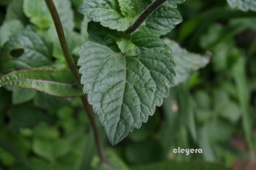 紫花藿香薊與假臭草 貓腥草 Cleyera 的部落格 痞客邦