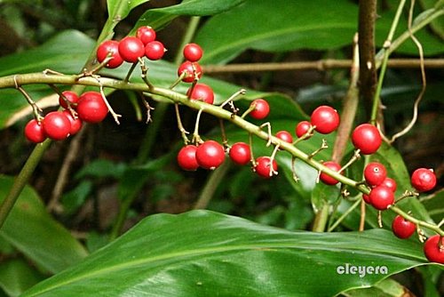 山月桃 Cleyera 的部落格 痞客邦