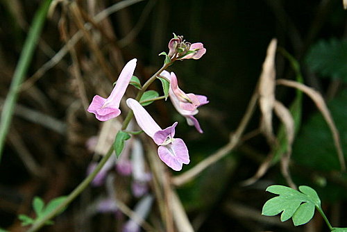 紫蓳之一伏莖紫蓳 刻葉紫菫 彎果黃菫 Cleyera 的部落格 痞客邦