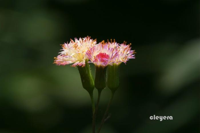 粉黃纓絨花-4