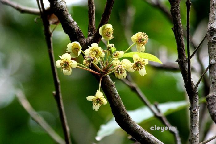 毛果猴歡喜 Sloanea dasycarpa-Sloanea formosana (9)