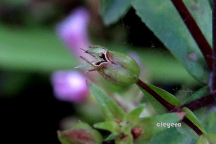 紫蘇草 Limnophila Aromatica (3)