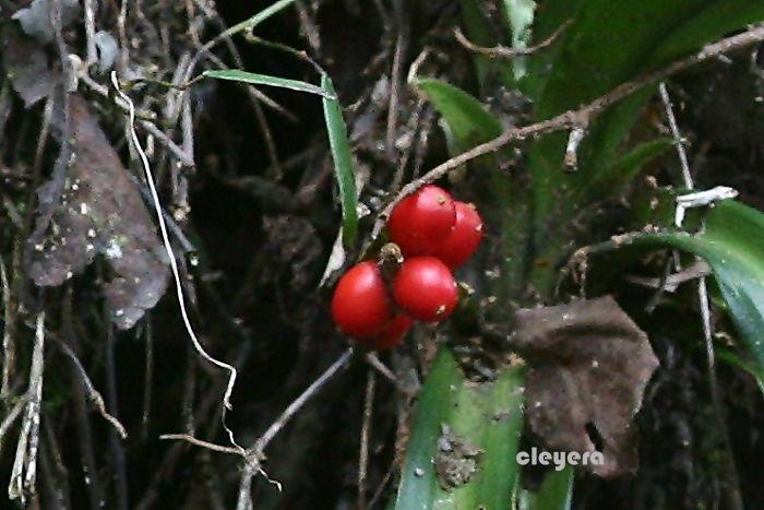 萬年青 Campylandra chinensis (2)