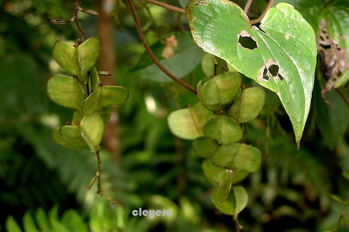 華南薯蕷 Dioscorea collettii  (5)