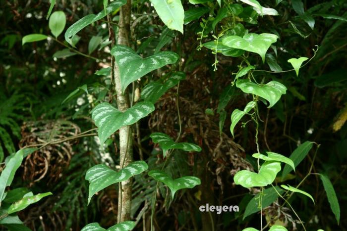 華南薯蕷 Dioscorea collettii  (2)