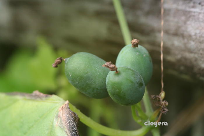 黑果馬交兒 Zehneria guamensis -7