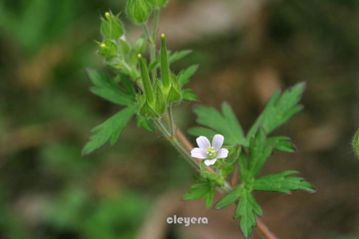 野老鸛草  (2)