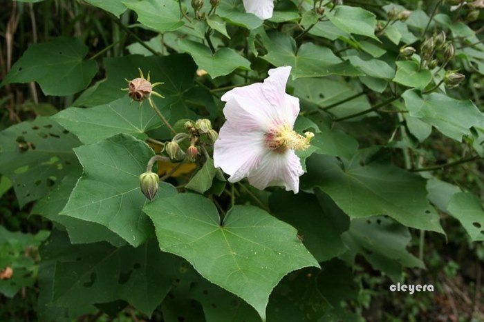 牧野氏山芙蓉 Hibiscus makinoi  (1)