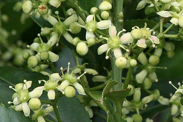 刺果衛矛 Euonymus spraguei-6