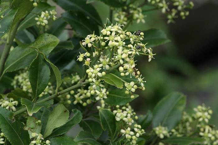 刺果衛矛 Euonymus spraguei-1