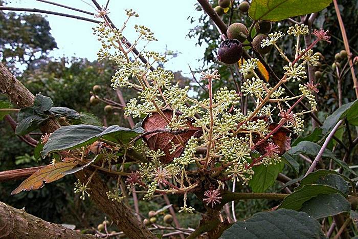 鵲不踏 Aralia decaisneana-5