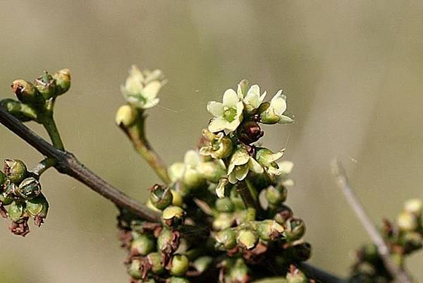 福建假衛矛 Microtropis fokienensis-4