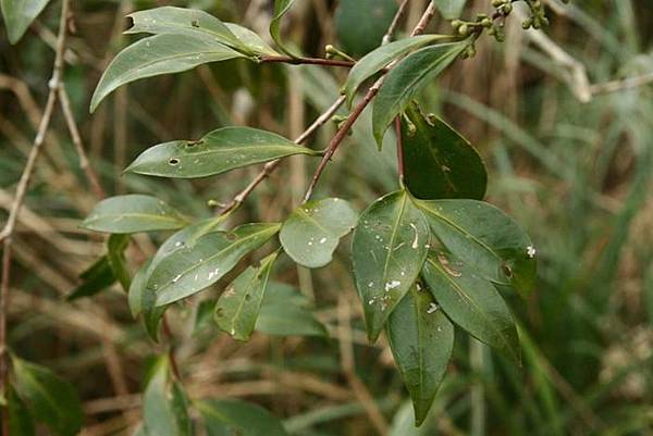 福建假衛矛 Microtropis fokienensis-3