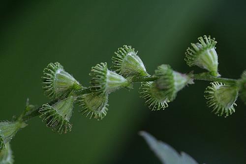 龍牙草-5