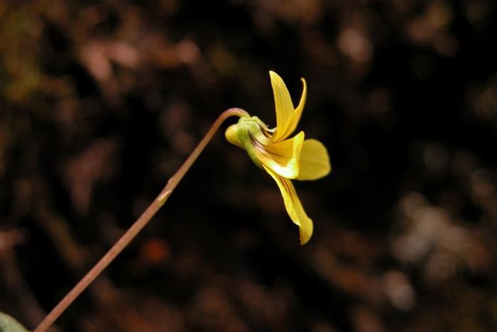 雙黃花堇菜-6