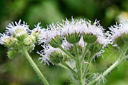 0-紫花藿香薊