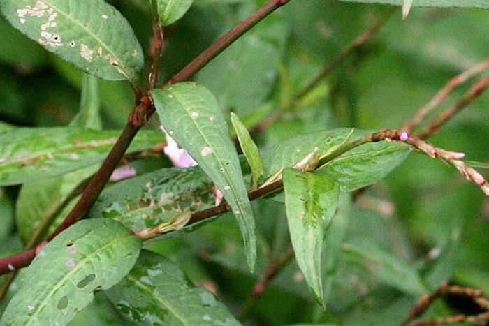 香辣蓼-越南香菜  (2)