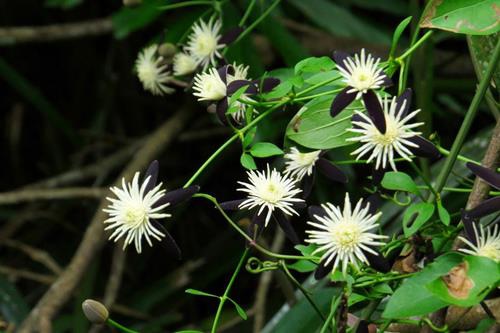 田代氏鐵線蓮 (1)