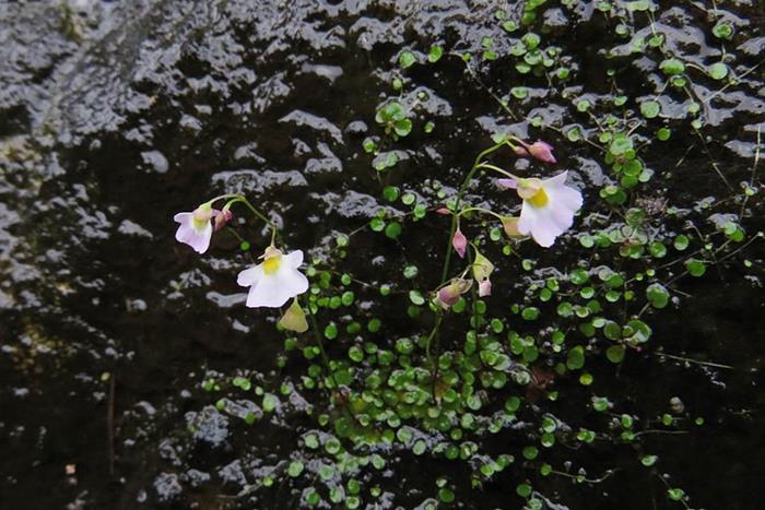 圓葉挖耳草 Utricularia striatula-1