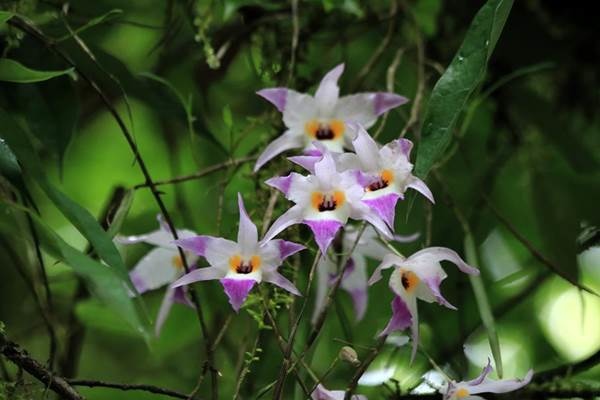 新竹石斛-紅鸝石斛 Dendrobium falconeri  (4)