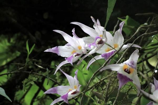 新竹石斛-紅鸝石斛 Dendrobium falconeri  (2)