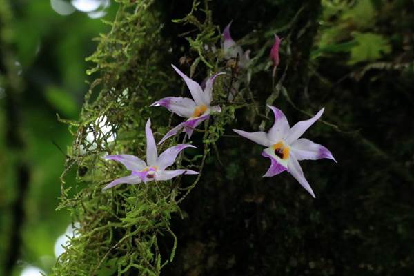 新竹石斛-紅鸝石斛 Dendrobium falconeri (5)