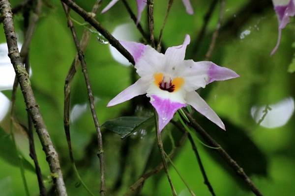 新竹石斛-紅鸝石斛 Dendrobium falconeri  (1)