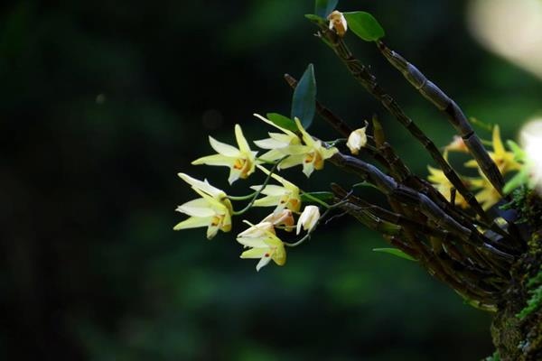 黃花石斛 Dendrobium catenatum  (5)
