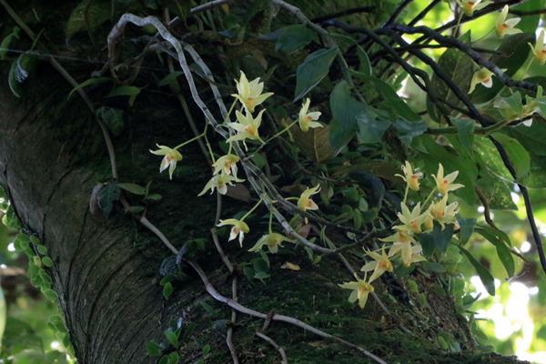 黃花石斛 Dendrobium catenatum  (2)