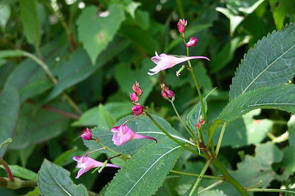 棣慕華鳳仙花 紫花鳳仙花 黃花鳳仙花 Cleyera 的部落格 痞客邦 棣慕華鳳仙花 紫花鳳仙花 黃花鳳仙花 Cleyera 的部落格 痞客邦