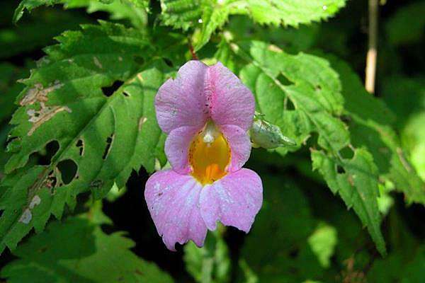 棣慕華鳳仙花 紫花鳳仙花 黃花鳳仙花 Cleyera 的部落格 痞客邦