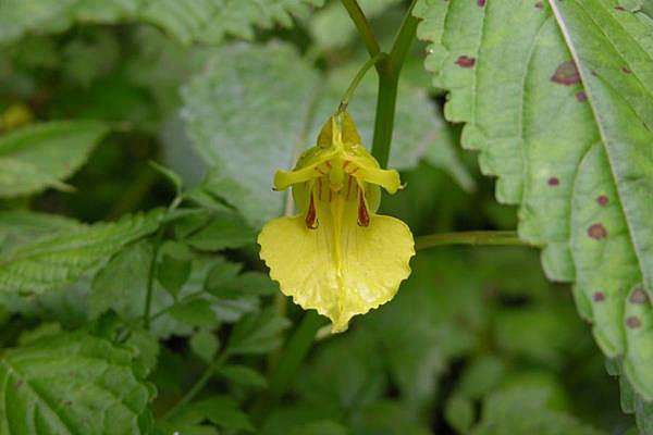 棣慕華鳳仙花 紫花鳳仙花 黃花鳳仙花 Cleyera 的部落格 痞客邦 棣慕華鳳仙花 紫花鳳仙花 黃花鳳仙花 Cleyera 的部落格 痞客邦