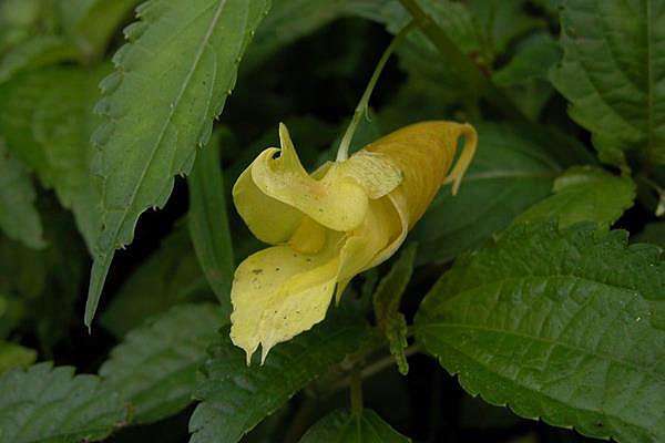 棣慕華鳳仙花 紫花鳳仙花 黃花鳳仙花 Cleyera 的部落格 痞客邦 棣慕華鳳仙花 紫花鳳仙花 黃花鳳仙花 Cleyera 的部落格 痞客邦