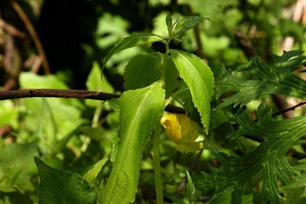 黃花鳳仙花 (2)