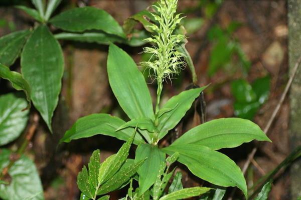 叉瓣玉鳳蘭-冠毛玉鳳蘭 Habenaria pantlingiana  (1)