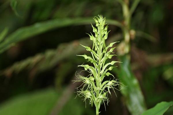 叉瓣玉鳳蘭-冠毛玉鳳蘭 Habenaria pantlingiana  (2)