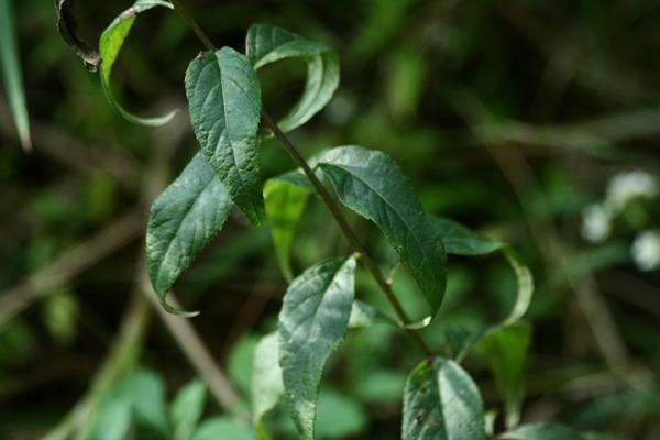 珍珠蒿 Artemisia anomala (2)
