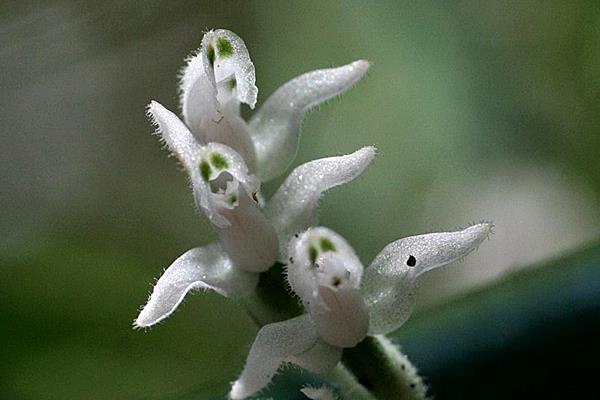 花格斑葉蘭 Cleyera 的部落格 痞客邦 花格斑葉蘭 Cleyera 的部落格 痞客邦