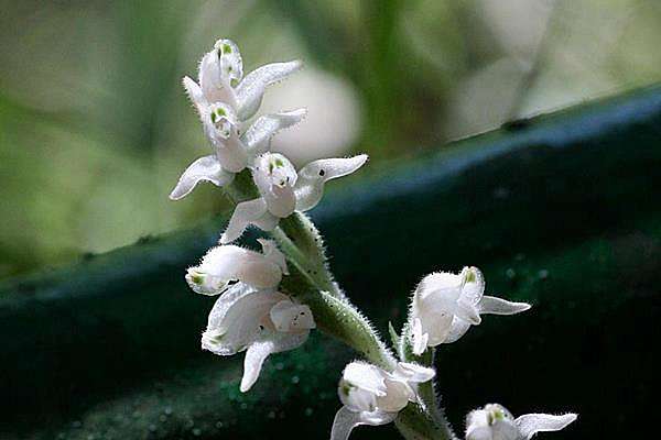 花格斑葉蘭 Cleyera 的部落格 痞客邦 花格斑葉蘭 Cleyera 的部落格 痞客邦